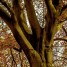 goldbaum_1